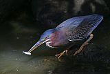 Green Heron